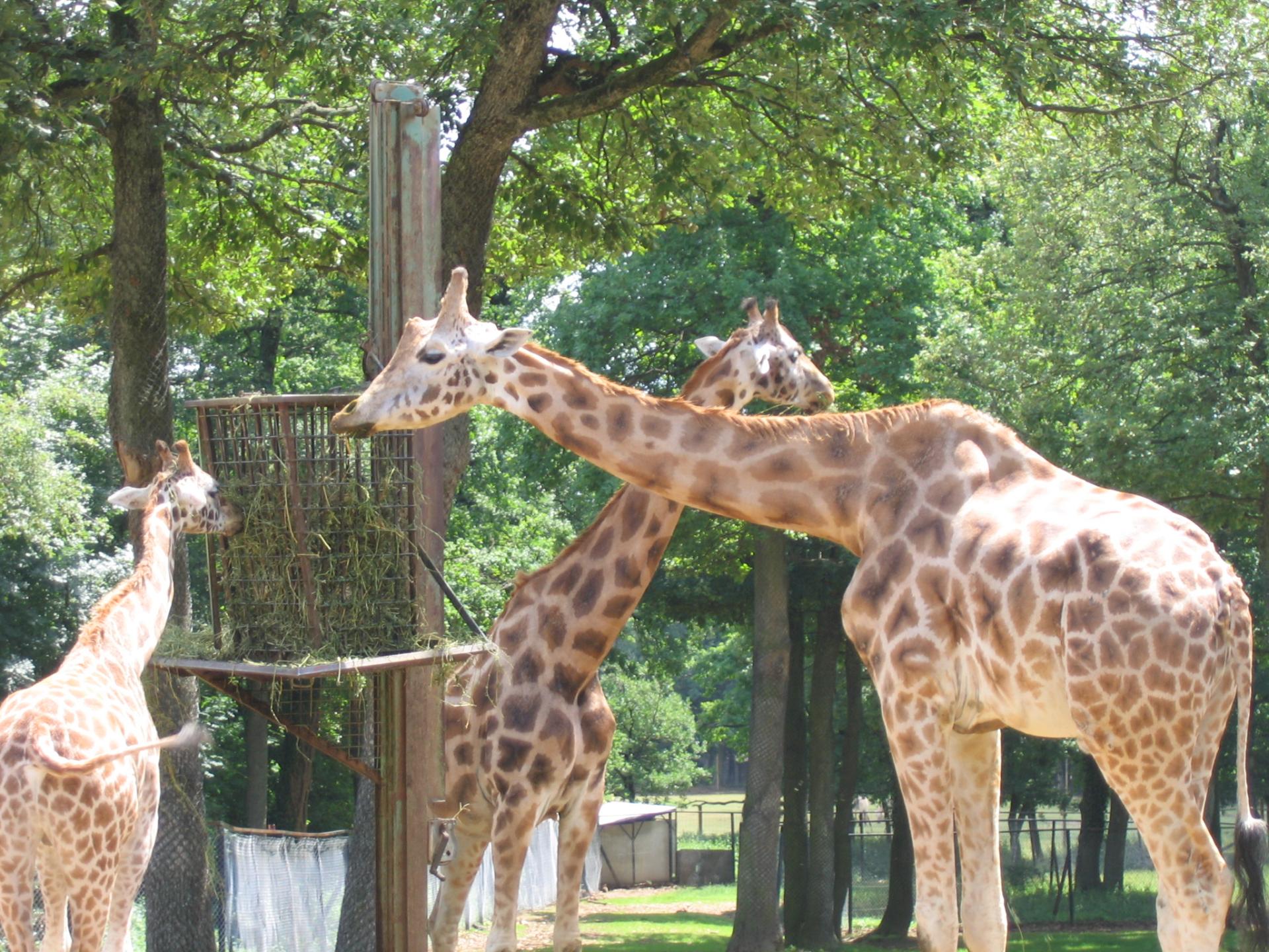 Zoo safari de Paugres
