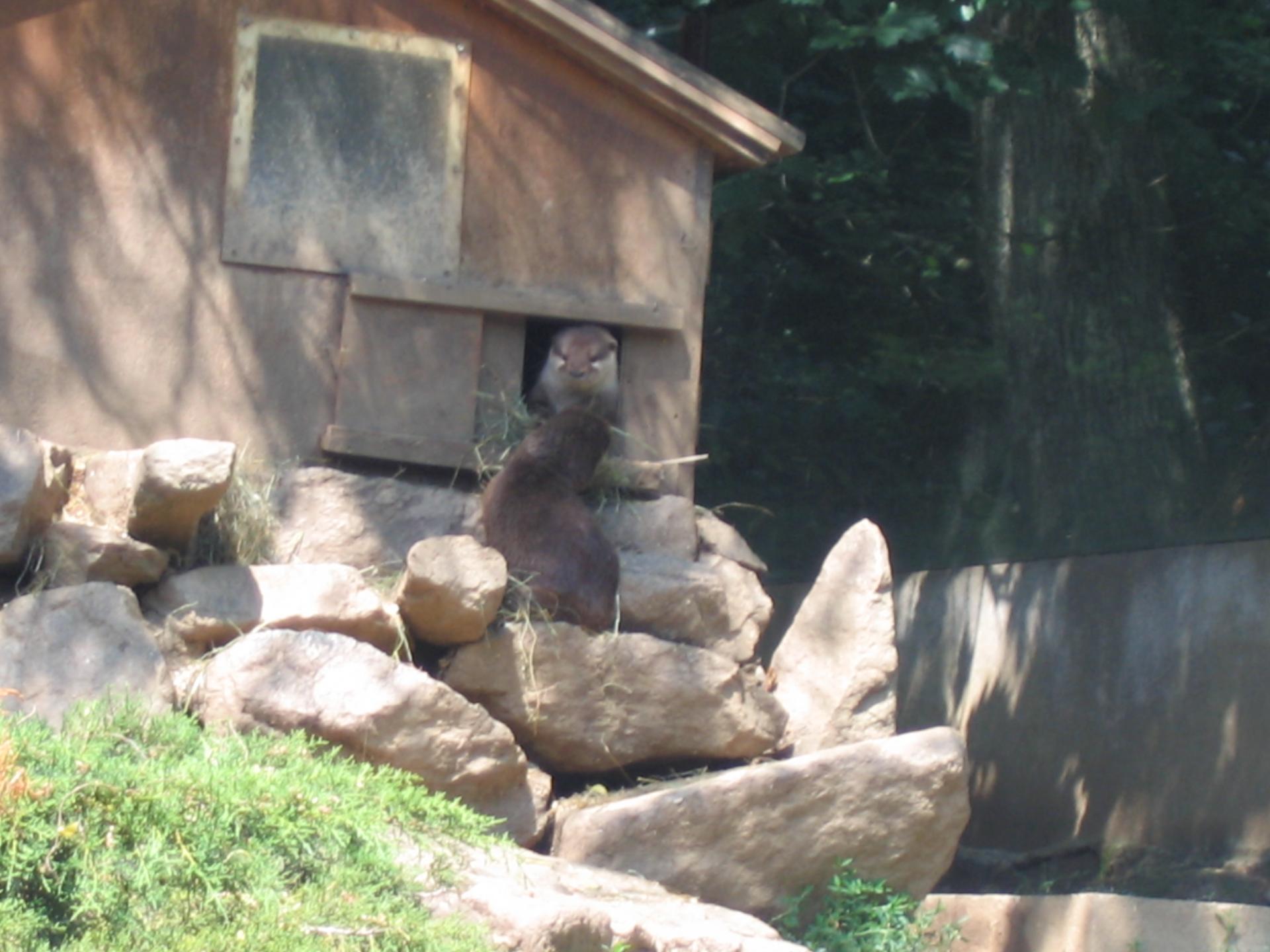Zoo safari de Paugres