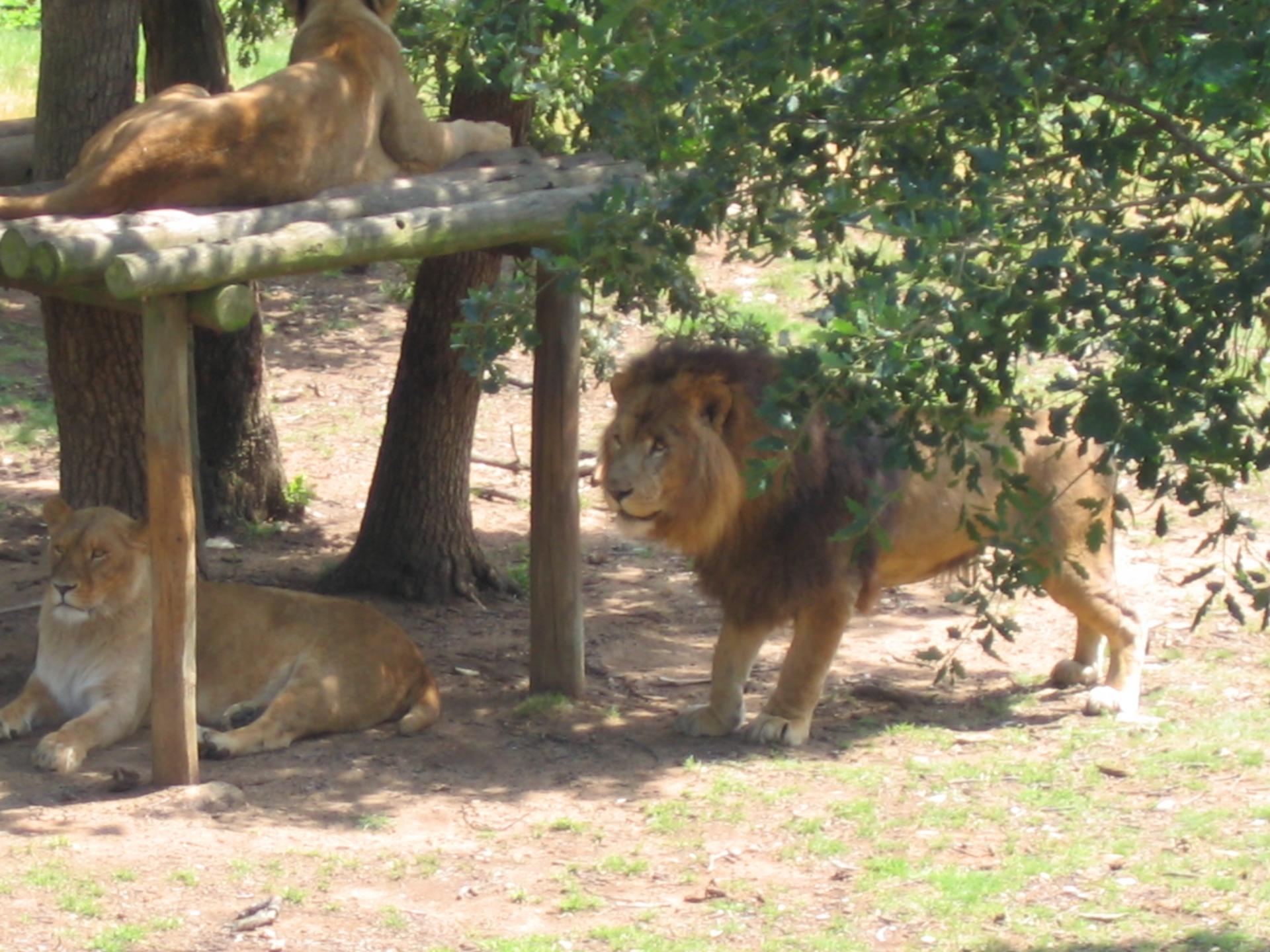 Zoo safari de Paugres