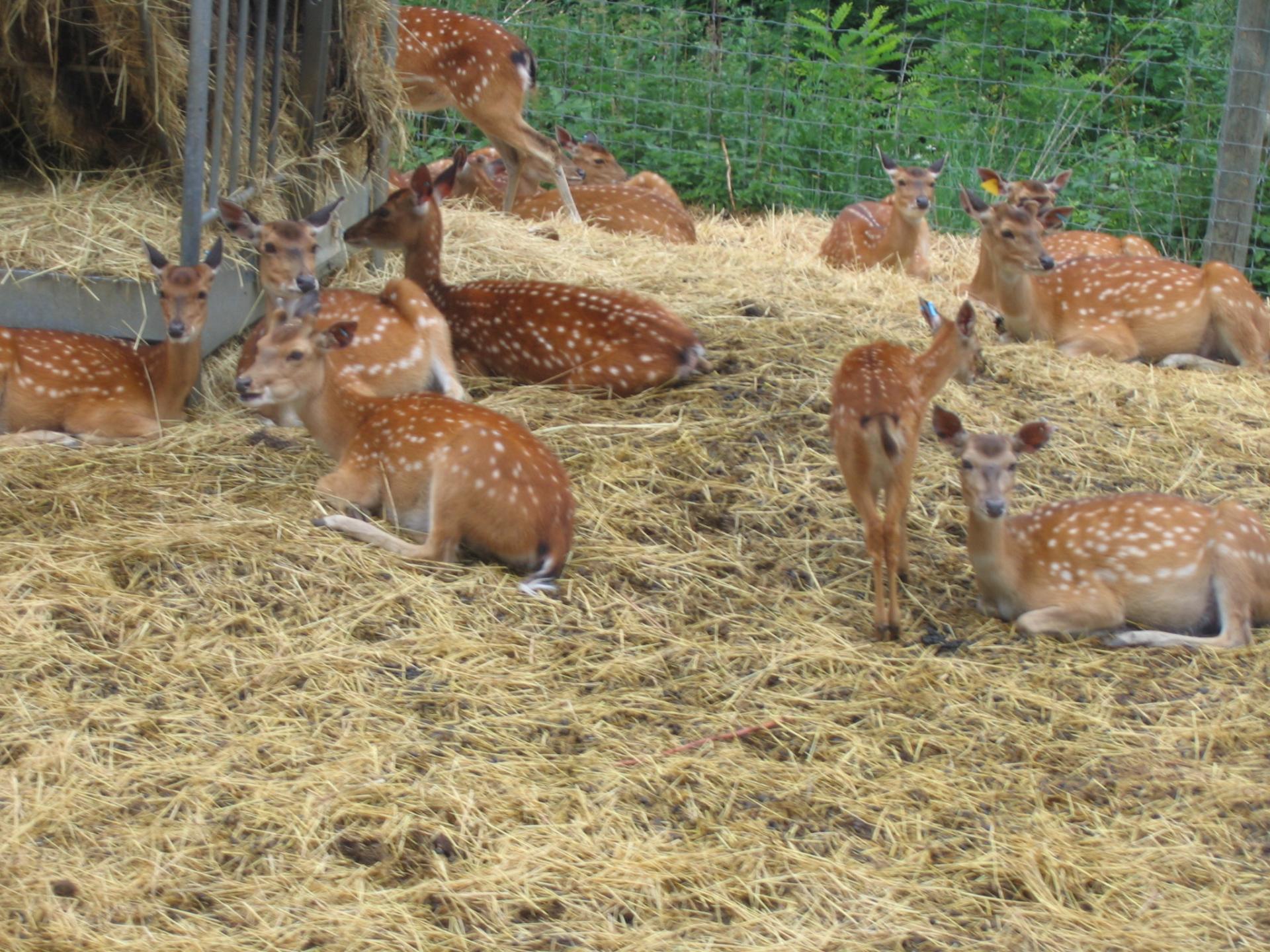 Zoo safari de Paugres