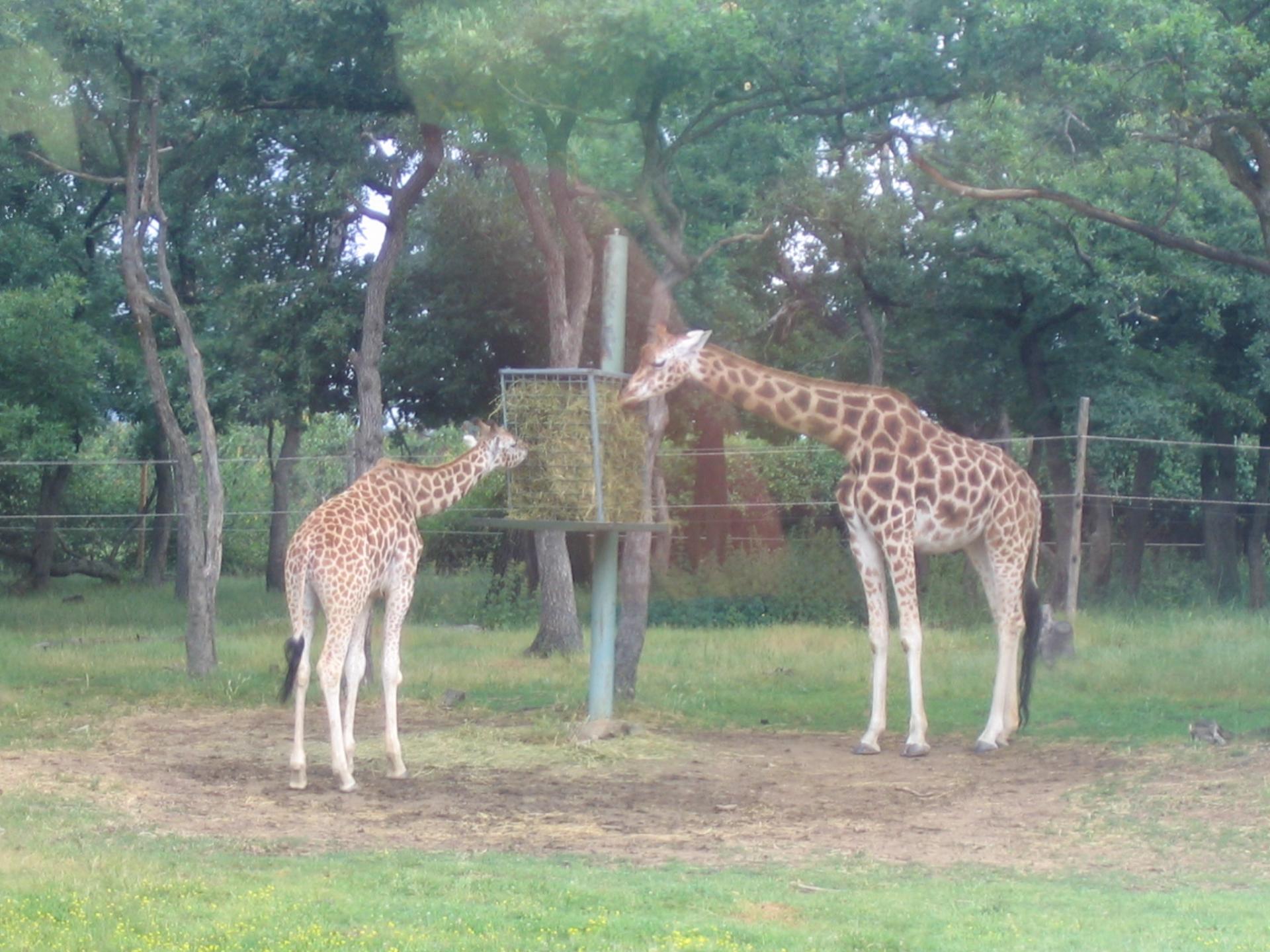 Zoo safari de Paugres