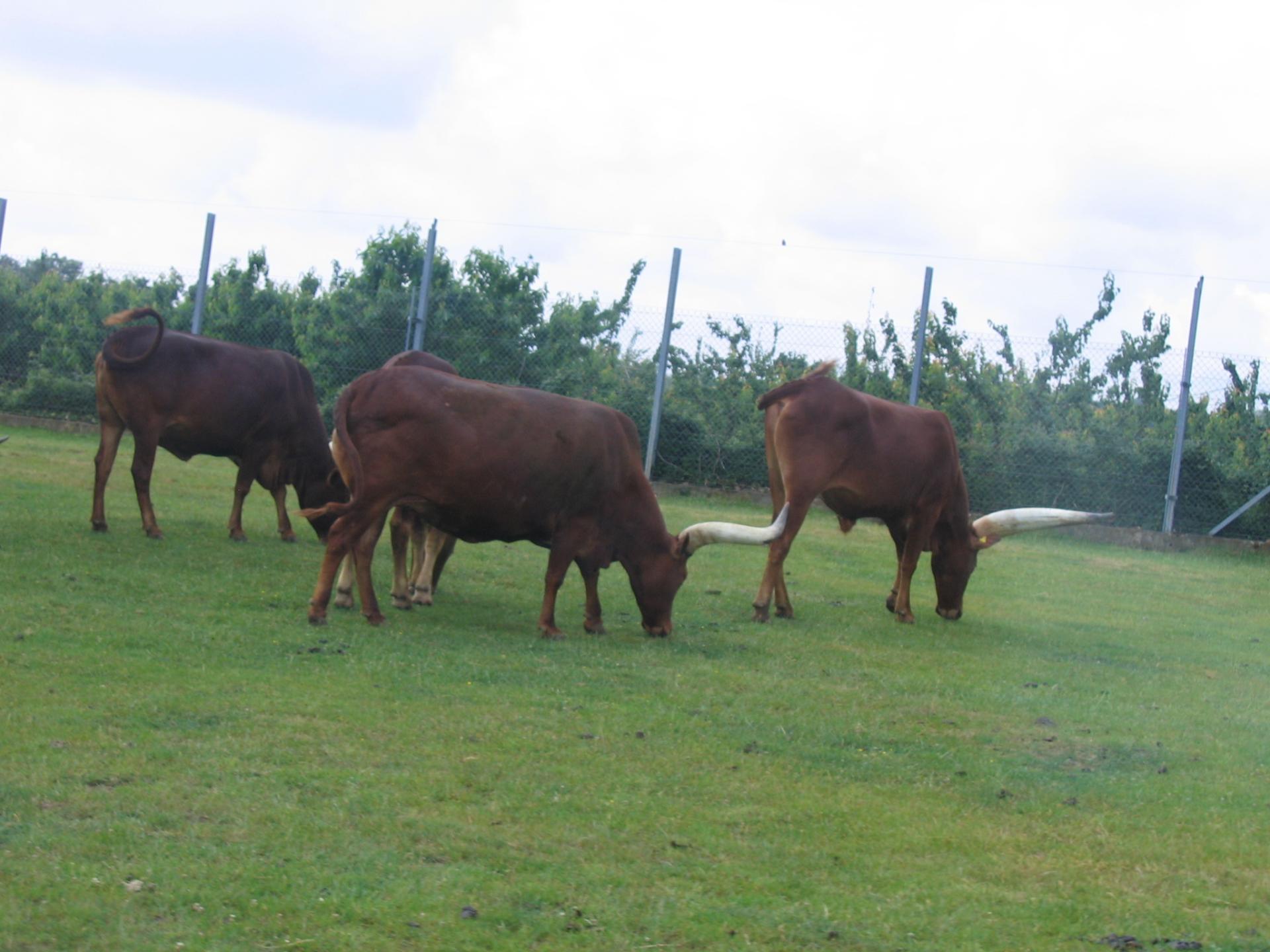 Zoo safari de Paugres