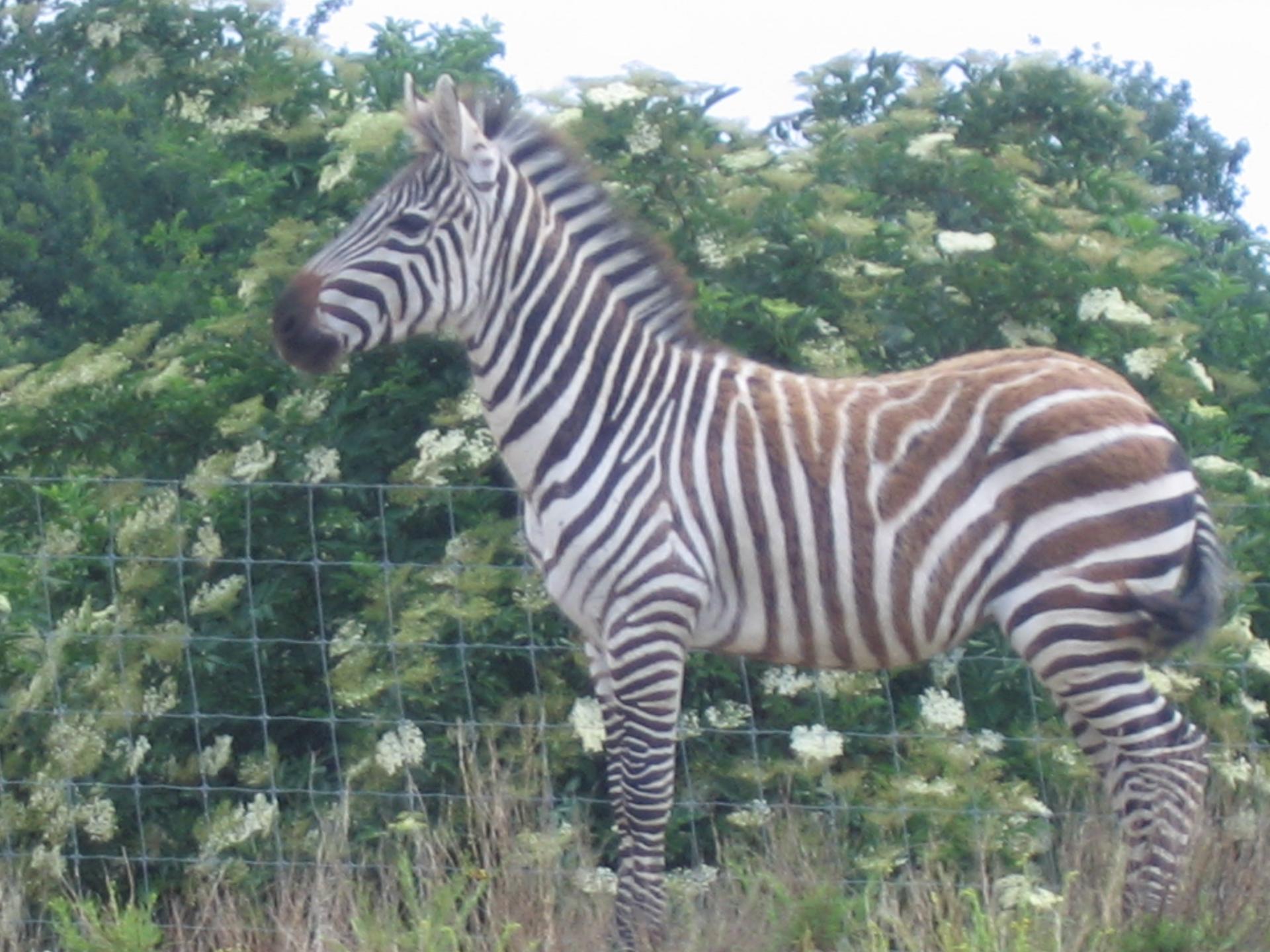 Zoo safari de Paugres