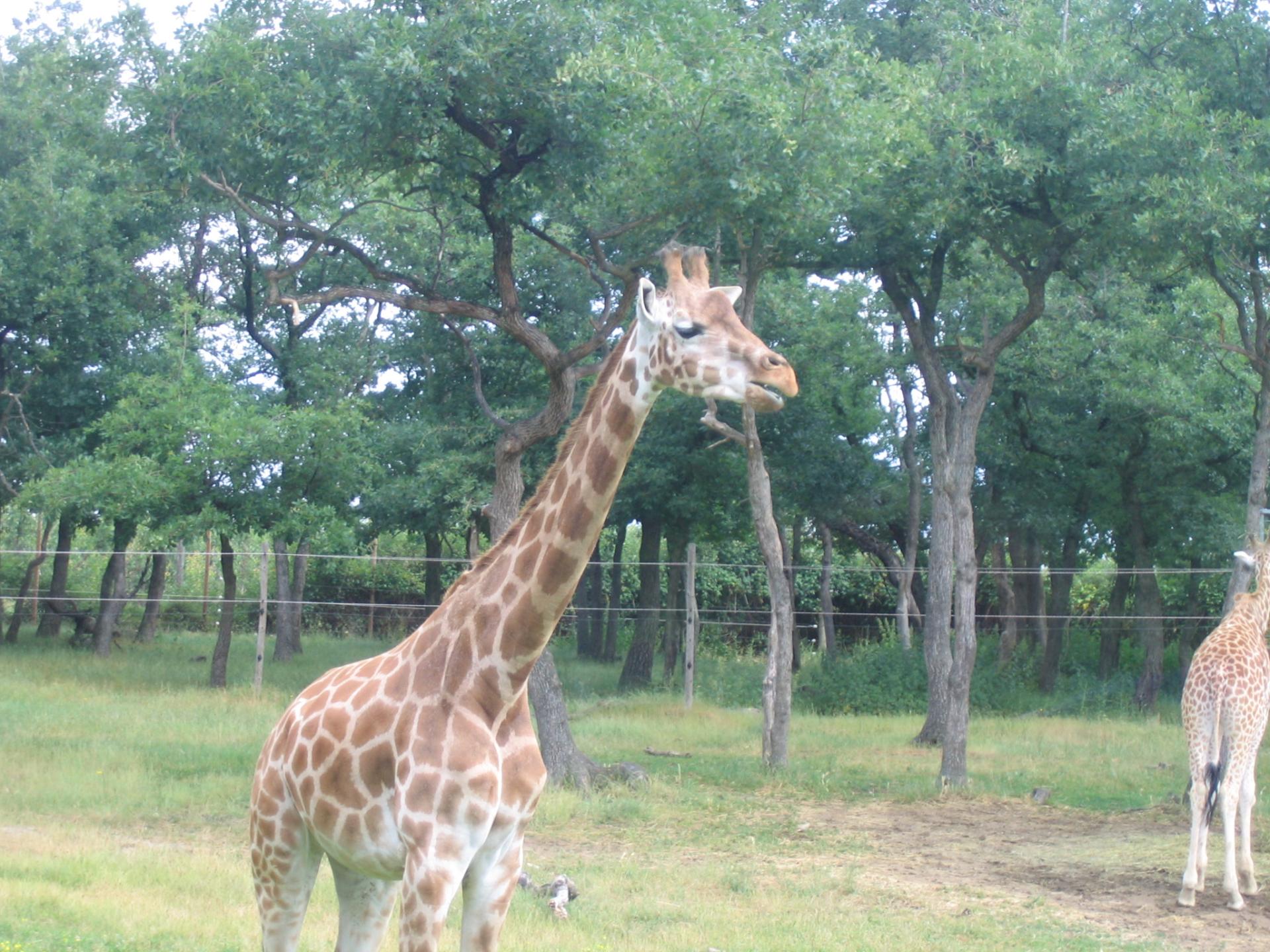 Zoo safari de Paugres