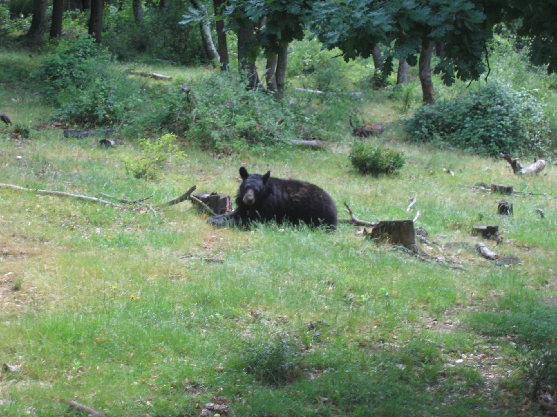 Zoo safari de Paugres