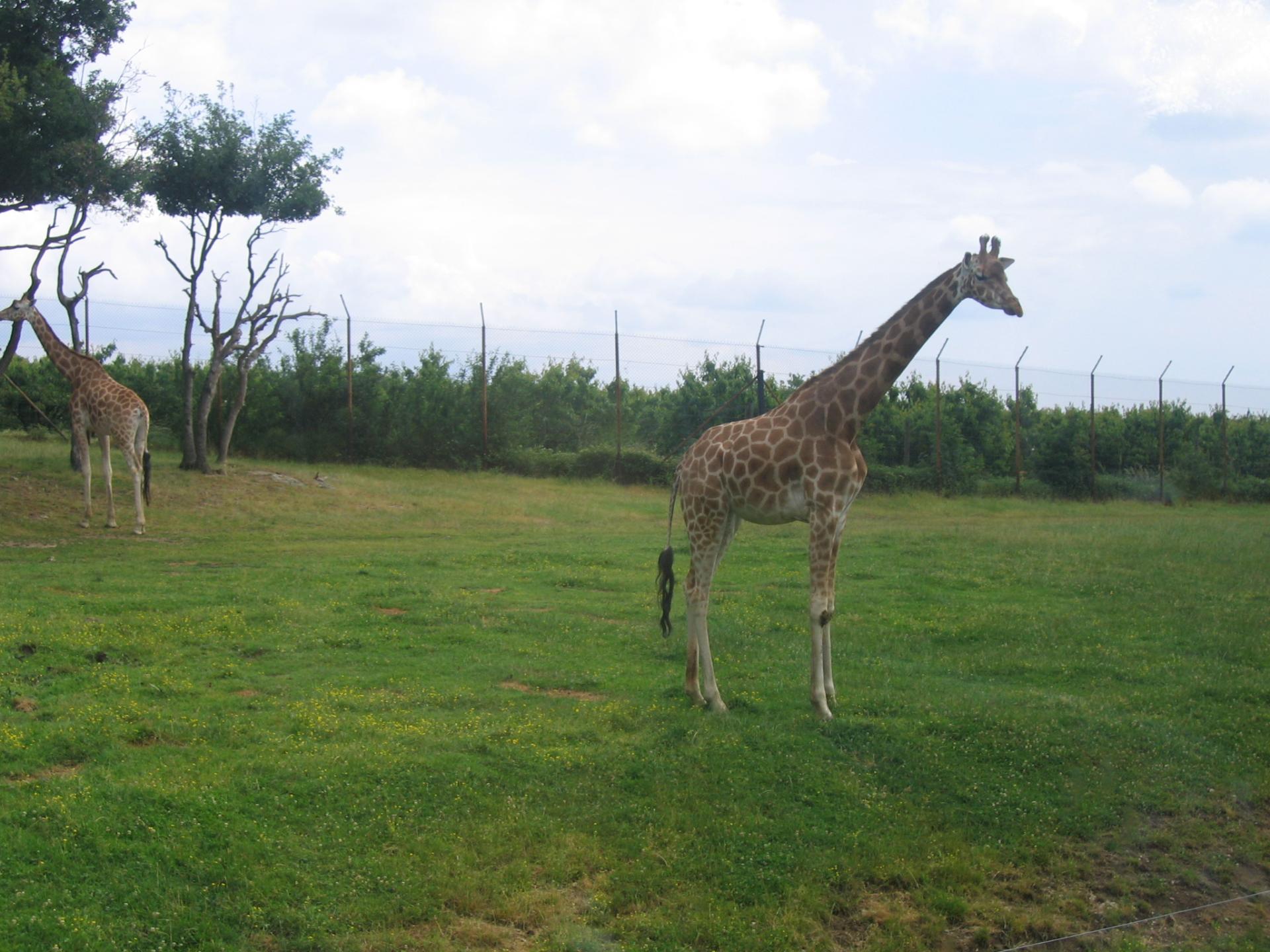 Zoo safari de Paugres