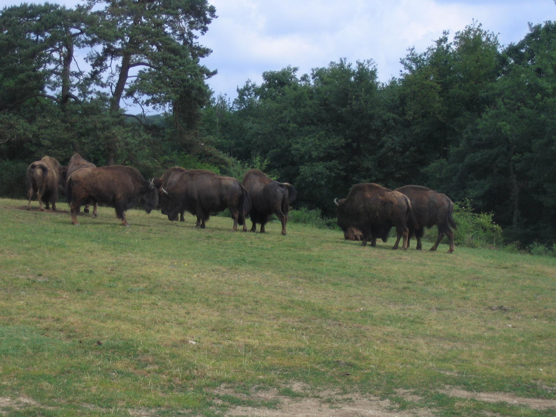 Zoo safari de Paugres